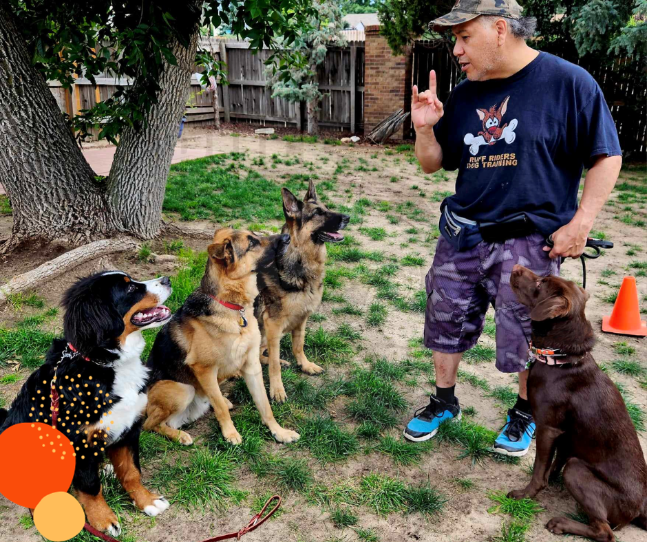 Bob the professional working look command with 4 dogs on sit and stay