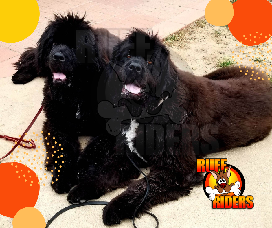 Orca Berma Doodle on place comand dog training in Denver